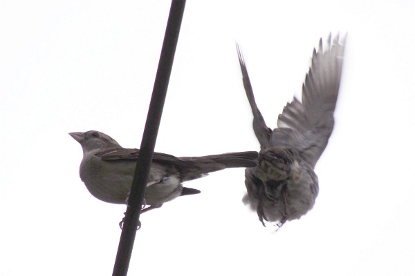 house sparrows breeding #2