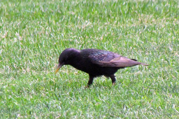 starling on the ground