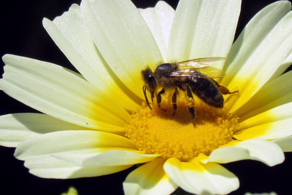 Bee on a Marguerite Daisy (close-up)