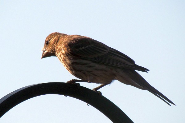 female house finch on a shepherd's crook