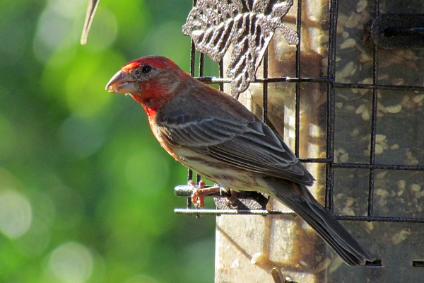 male house finch at a feeder