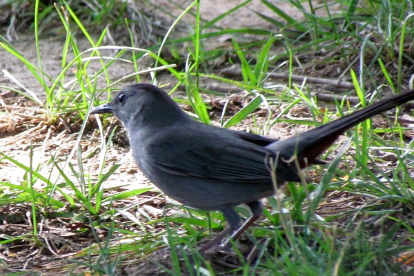 northern mocking bird on the ground