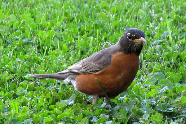 American Robin (I)