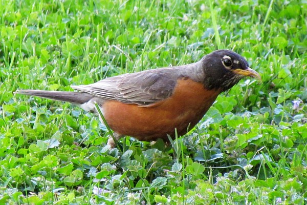 American Robin (II)