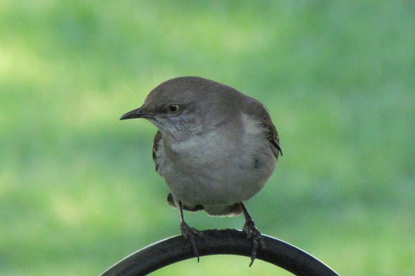 Nothern Mockingbird