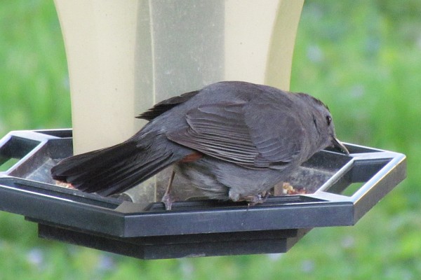 Catbird