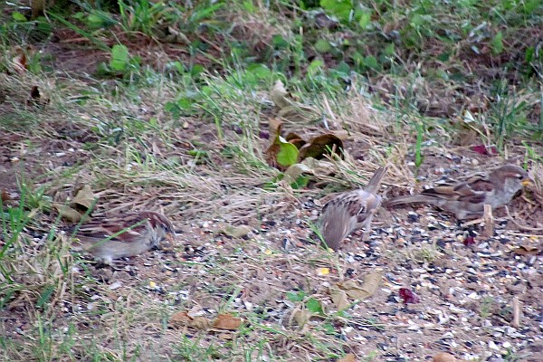 two hourse sparrows