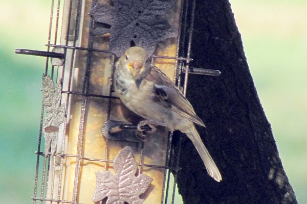 a male house sparrow at the feeder