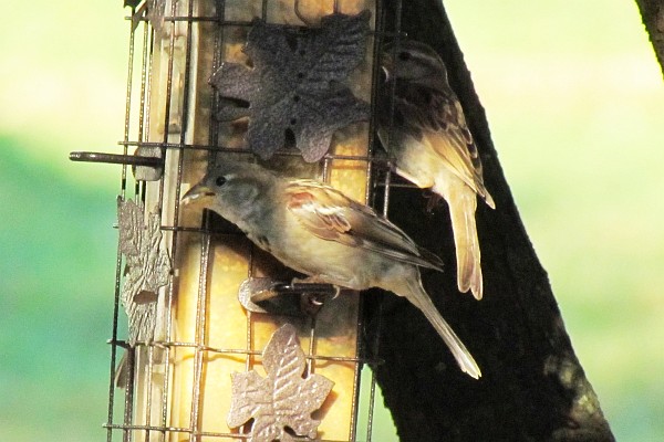 two male house sparrows at the feeder