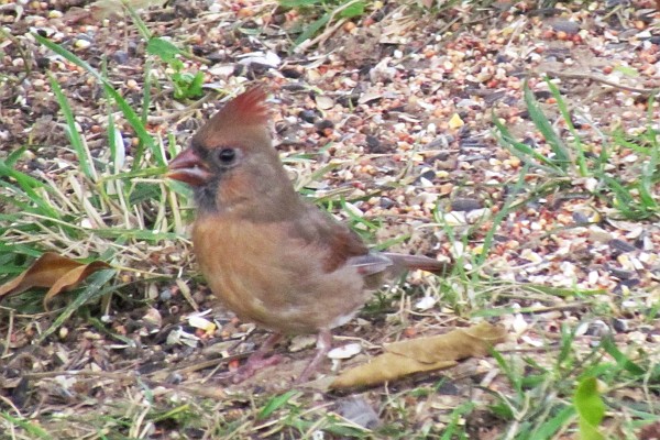 female cardinal on the ground #1