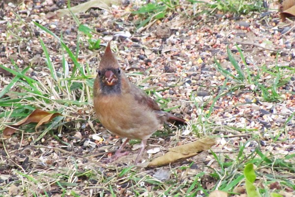 female cardinal on the ground #2