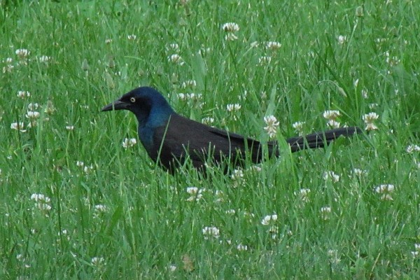 Common Grackle