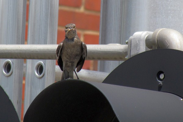 Mockingbird on a railroad crossing warning light