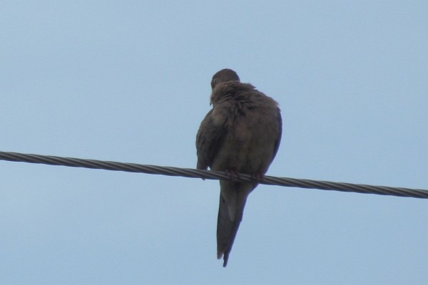 one mouring dove turned its head 180 degrees