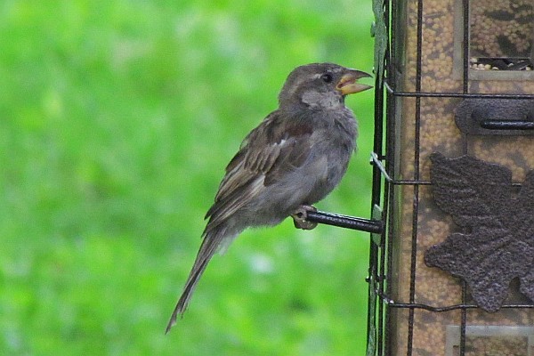 young female house sparrow