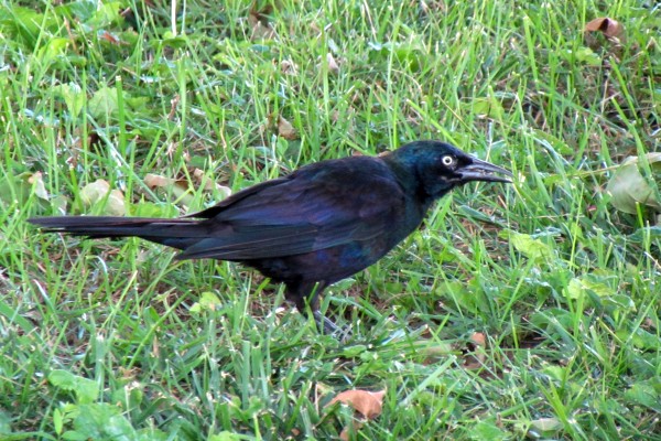 a common grackle