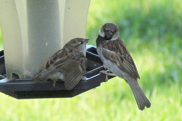 female and male house sparrow "flirting"