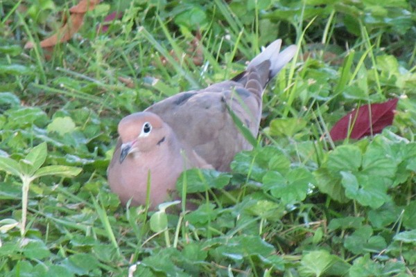 a mourning dove