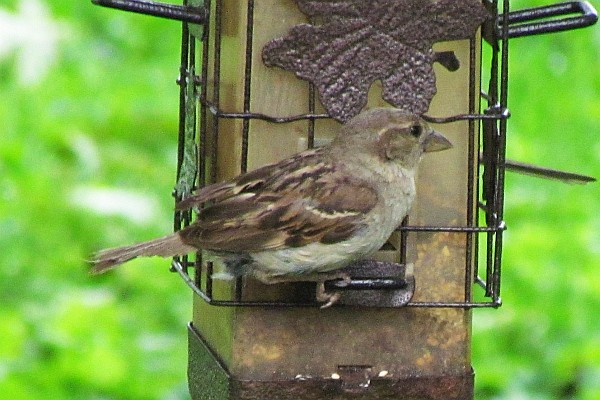a lone female house sparrow at the feeder