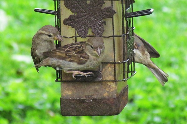 three house sparrows at the feeder