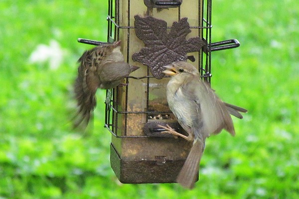 two house sparrows is one too many