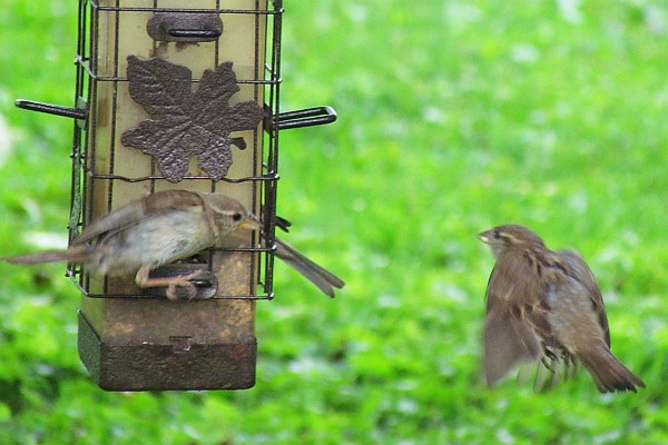 a female house sparrow flies in 