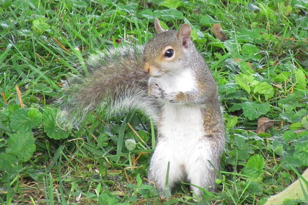 a squirrel sttands up to eat