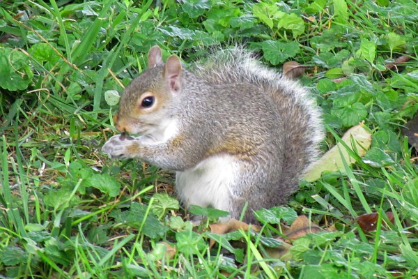 a squirrel sitting to eat