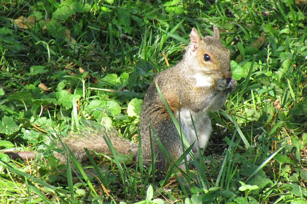 gray squirrel eating while standing