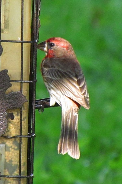 male house finch