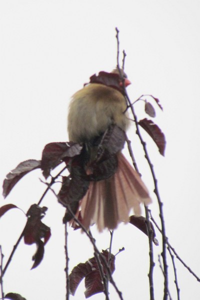 a male House Sparrow in the top of a tree