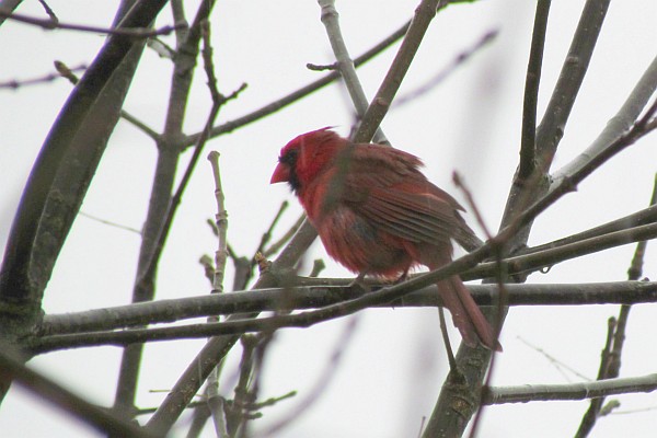 male cardinal on a cold day in a tree