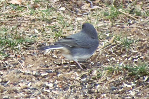 another Junco on the ground looking backwards