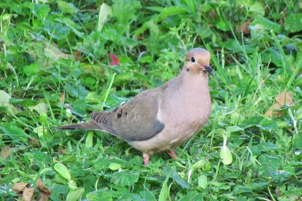 mourning dove