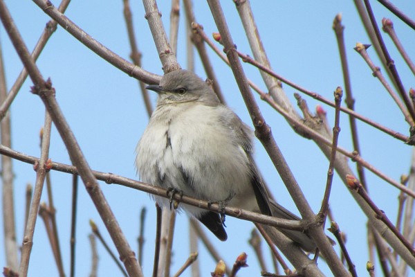 male house sparrow in a tree