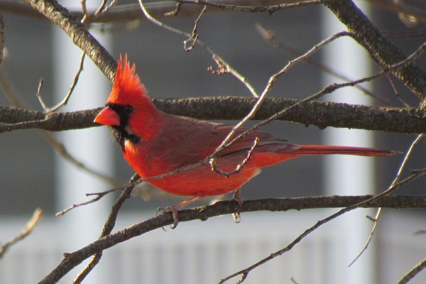 a male cardinal in a tree