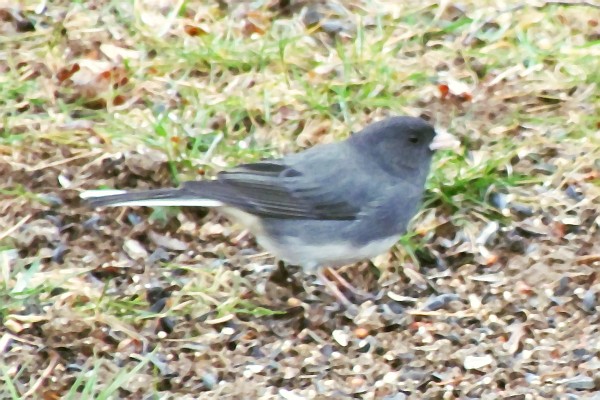 a Junco on the ground