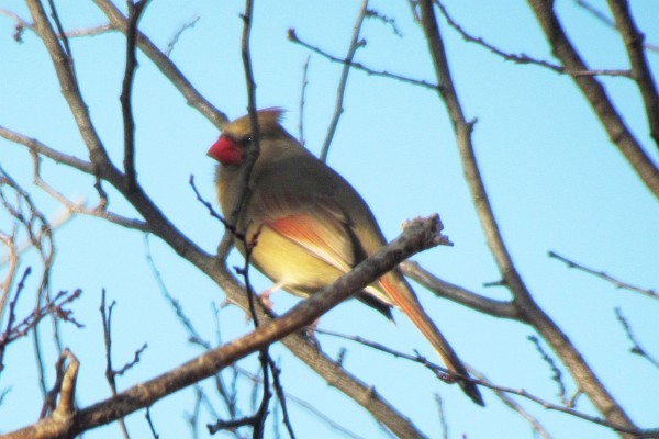 female cardinal in a tree (I)