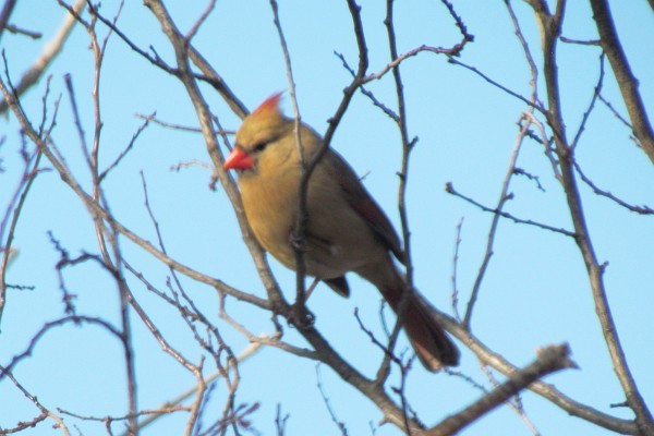 female cardinal in a tree (II)