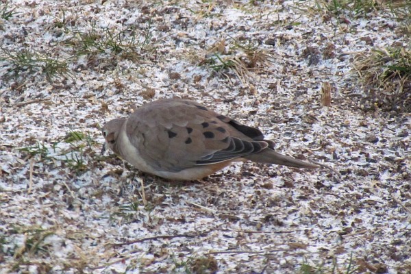 a cold mourning dove