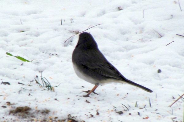 Junco in the snow-2