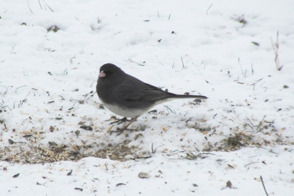 Junco in the snow