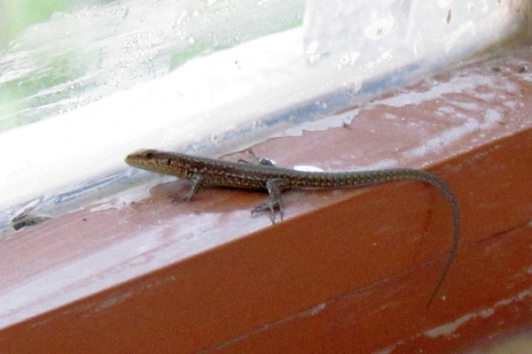 a gecko gets warm by a window