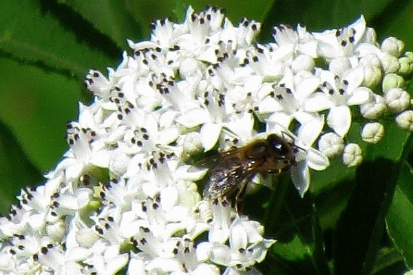 a fly on a cluster of small white flowers