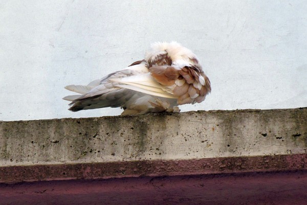 pigeon on a roof hides its head