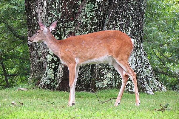 White-tailed Deer