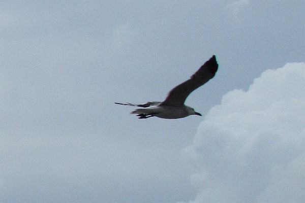 seagull in flight