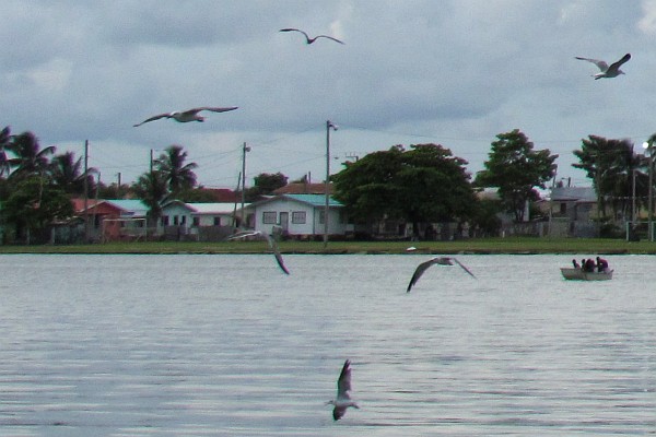 seagulls in Belize City