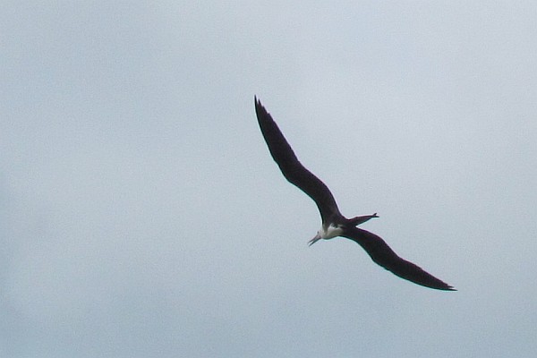 Magnificent Frigatebird