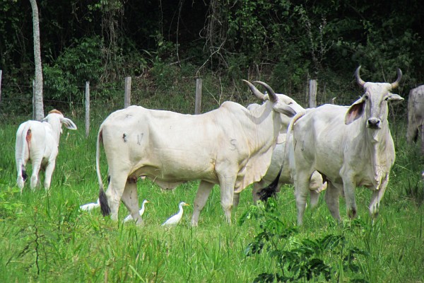 Brahman cows, calf and cattle egrets